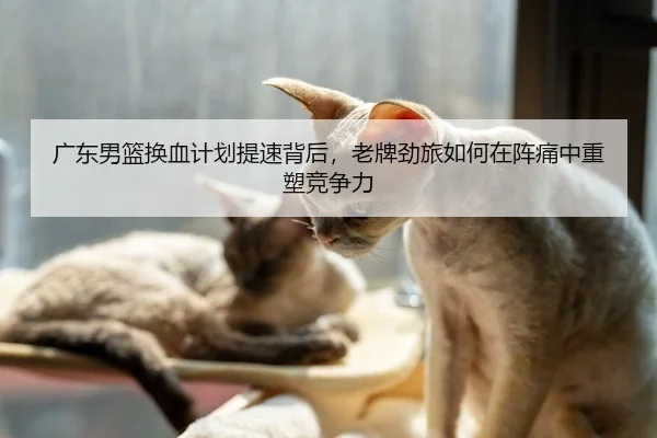 广东男篮换血计划提速背后，老牌劲旅如何在阵痛中重塑竞争力